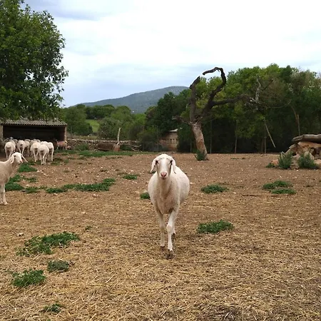 Bauernhof Ses Cases Noves Sant Llorenc Des Cardassar