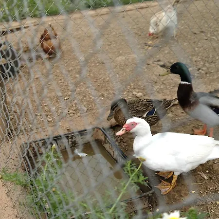 Vakantieboerderij Ses Cases Noves Sant Llorenc Des Cardassar